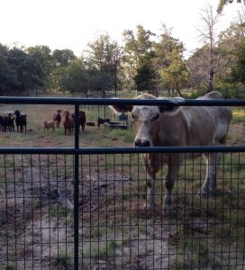 Dixie the cow supervises 